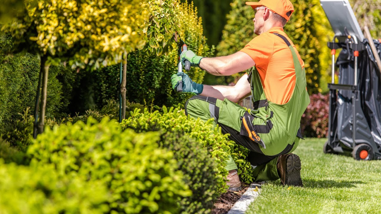 professional lawn care services